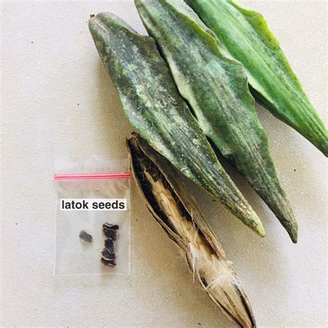 sabidukong plant|Kapas.